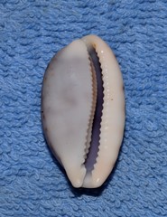 Talostolida pellucens