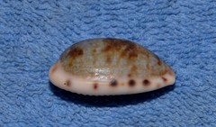 Talostolida pellucens