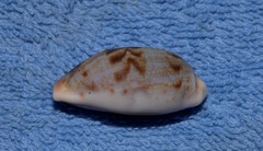 Talostolida pellucens