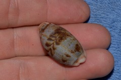 Talostolida pellucens