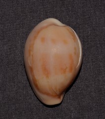 Erronea subviridis