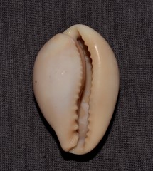 Erronea subviridis