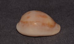 Erronea subviridis