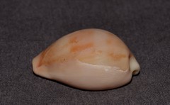 Erronea subviridis