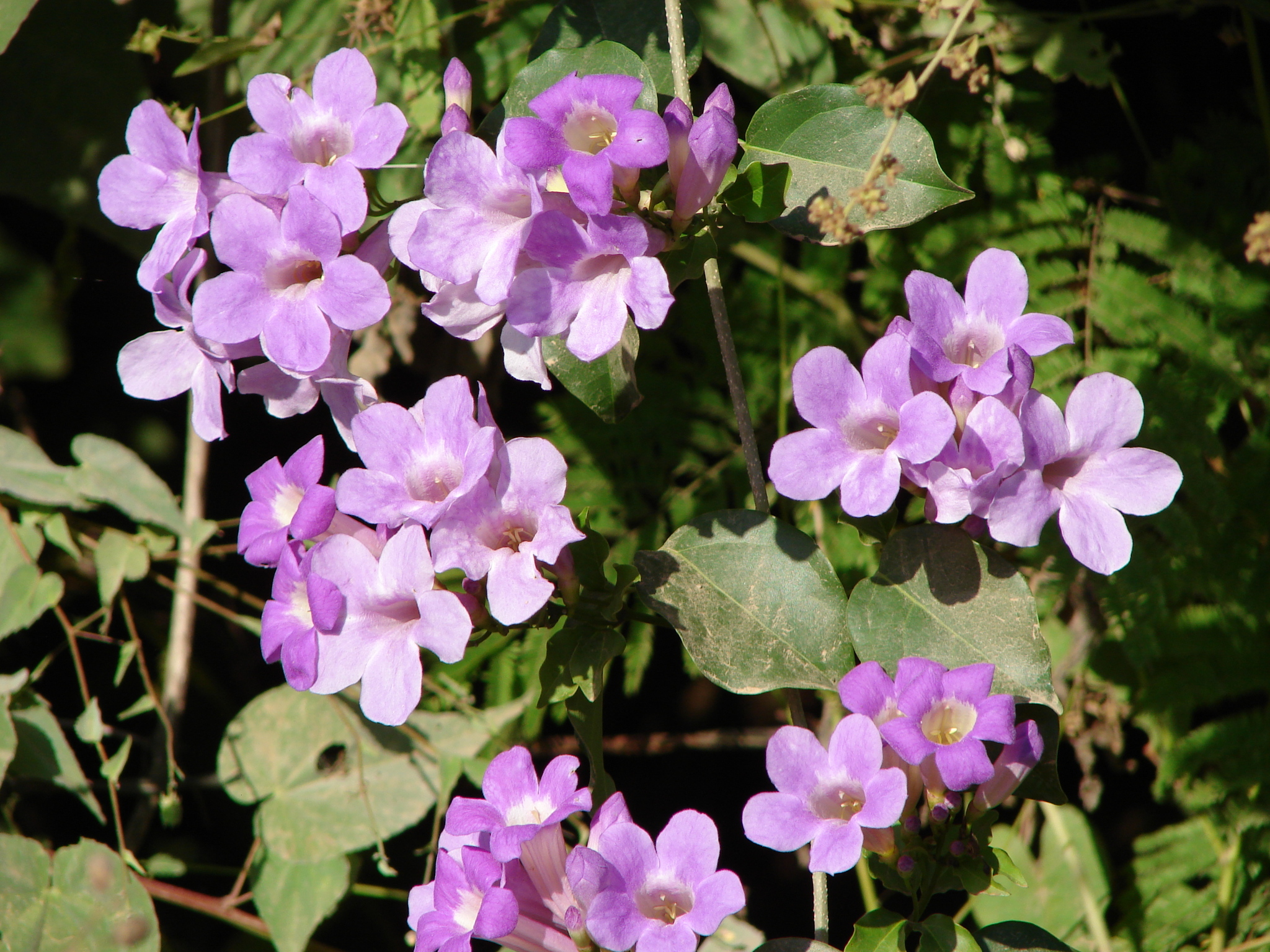 Membranous Garlicvine (Mansoa hymenaea)
