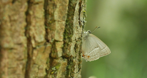 Purple hairstreak, Ysselsteyn, Nederland, photo 6 of 10