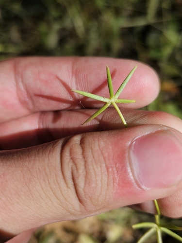 Rhagadiolus stellatus, photograph 6