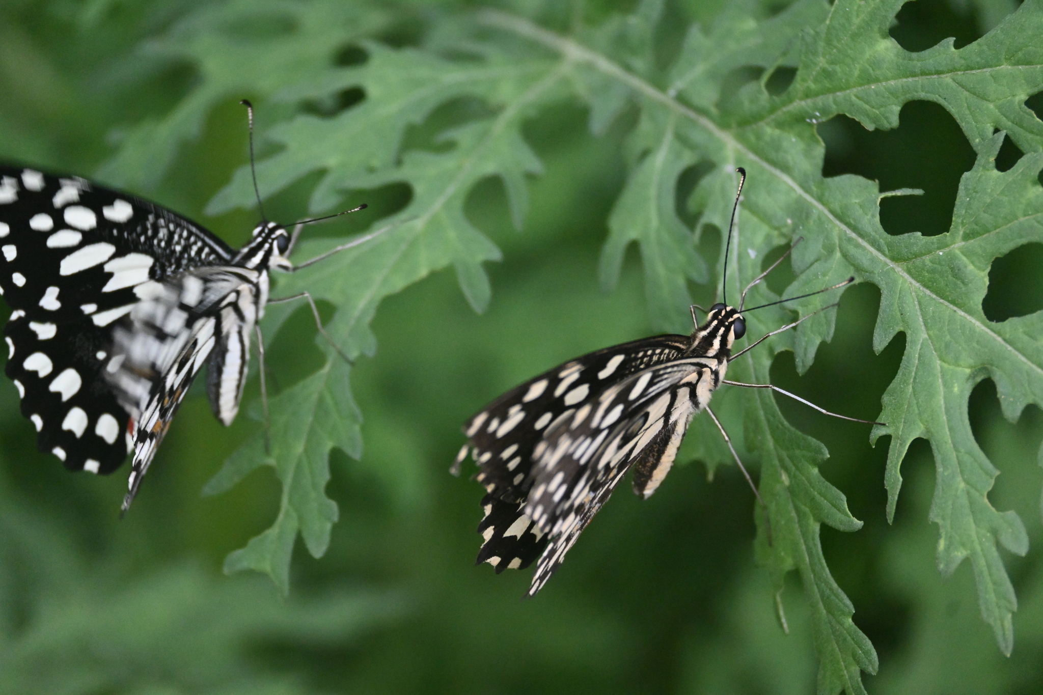 Lime Swallowtail