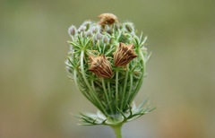 Ancyrosoma leucogrammes