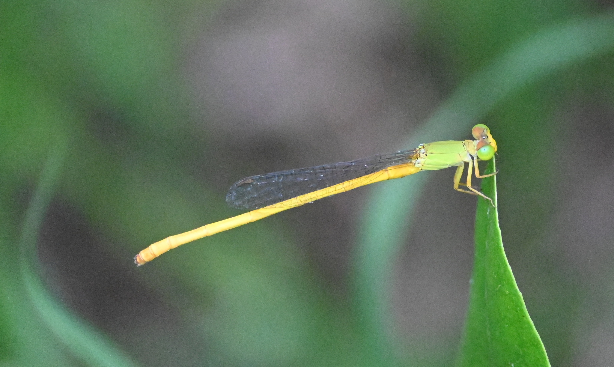 Coromandel Marsh Dart