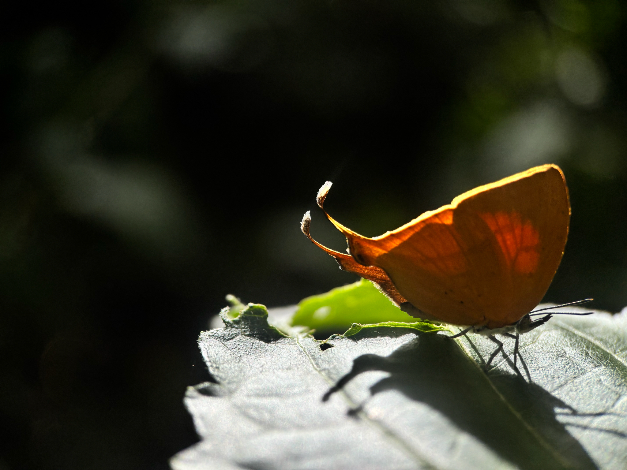 Yamfly