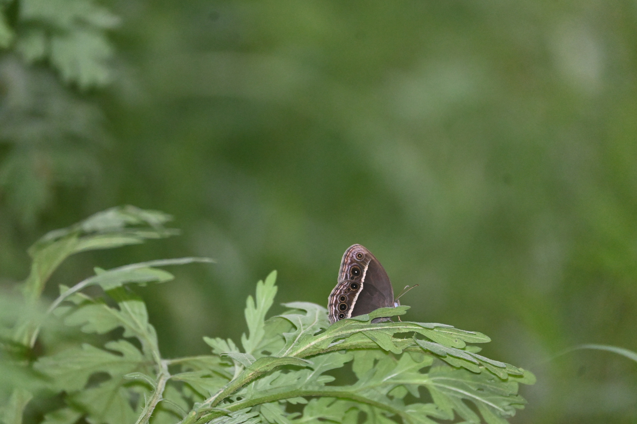 Tamil Bushbrown