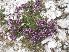 Thymus praecox polytrichus