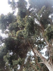 Melaleuca cuticularis