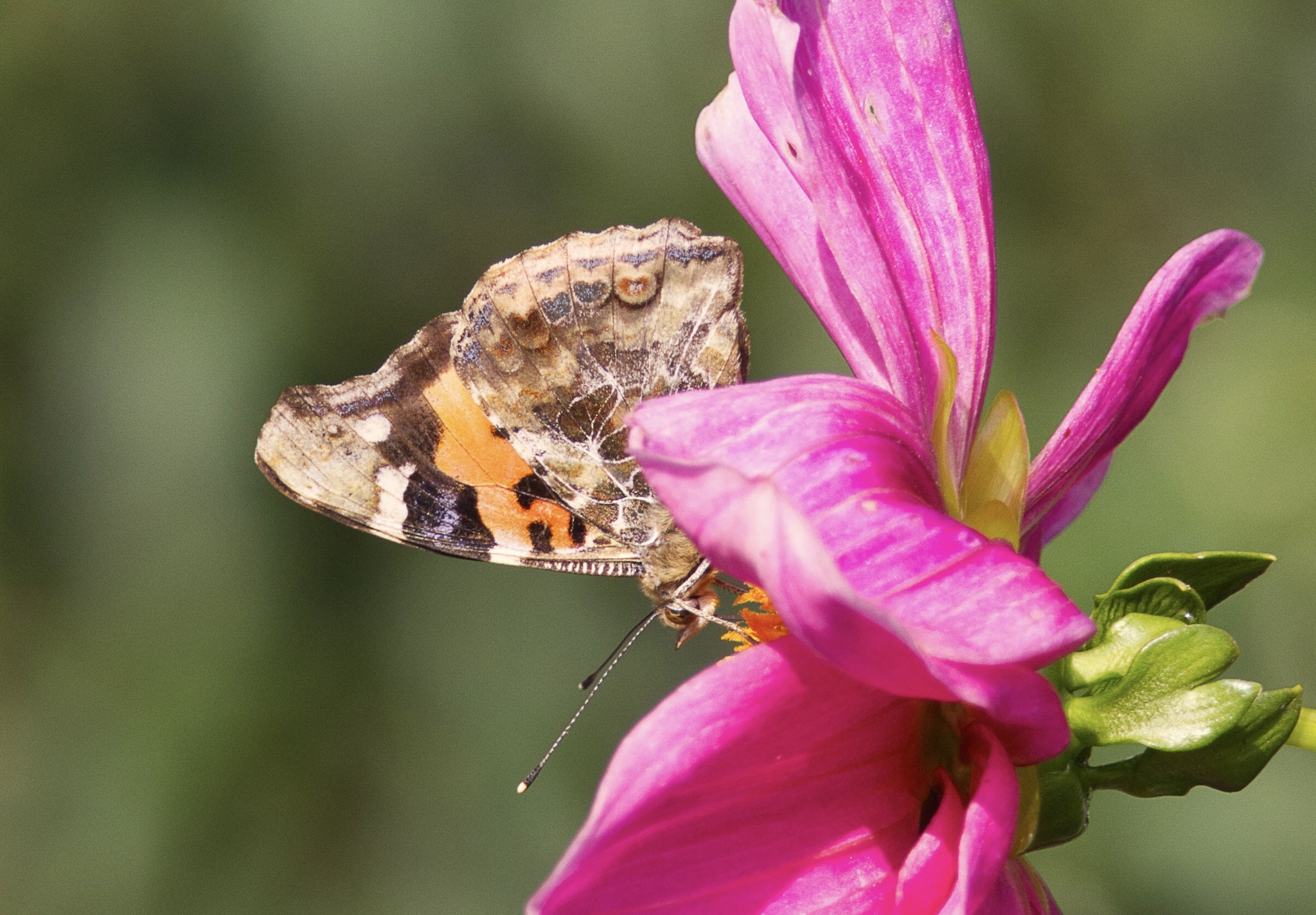 Indian Red Admiral