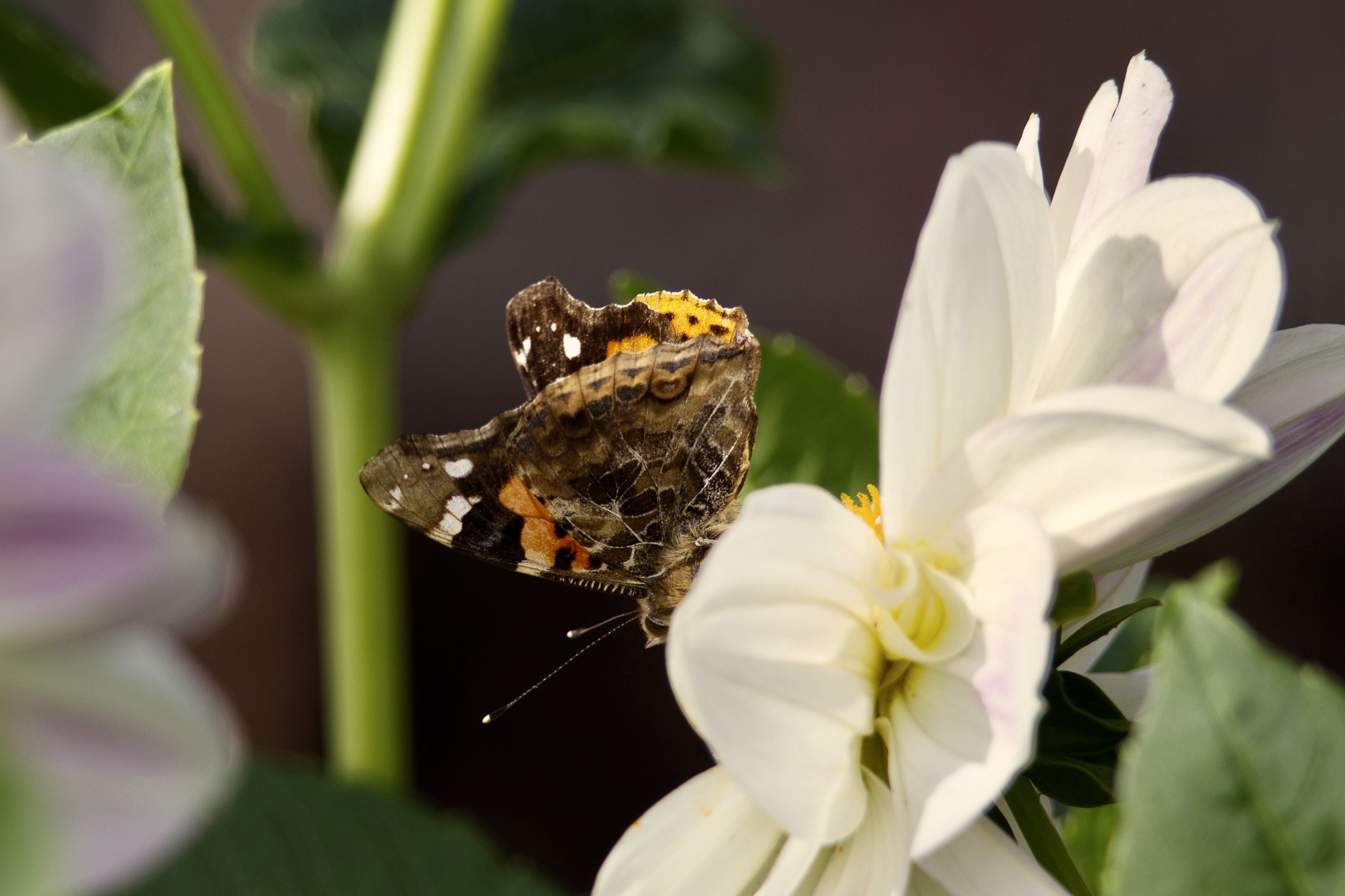 Indian Red Admiral