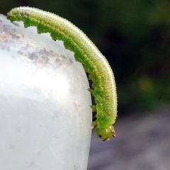 Tenthredopsis friesei