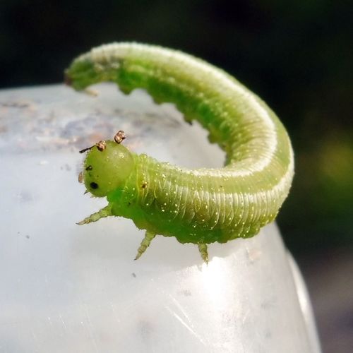 Fries' Sawfly