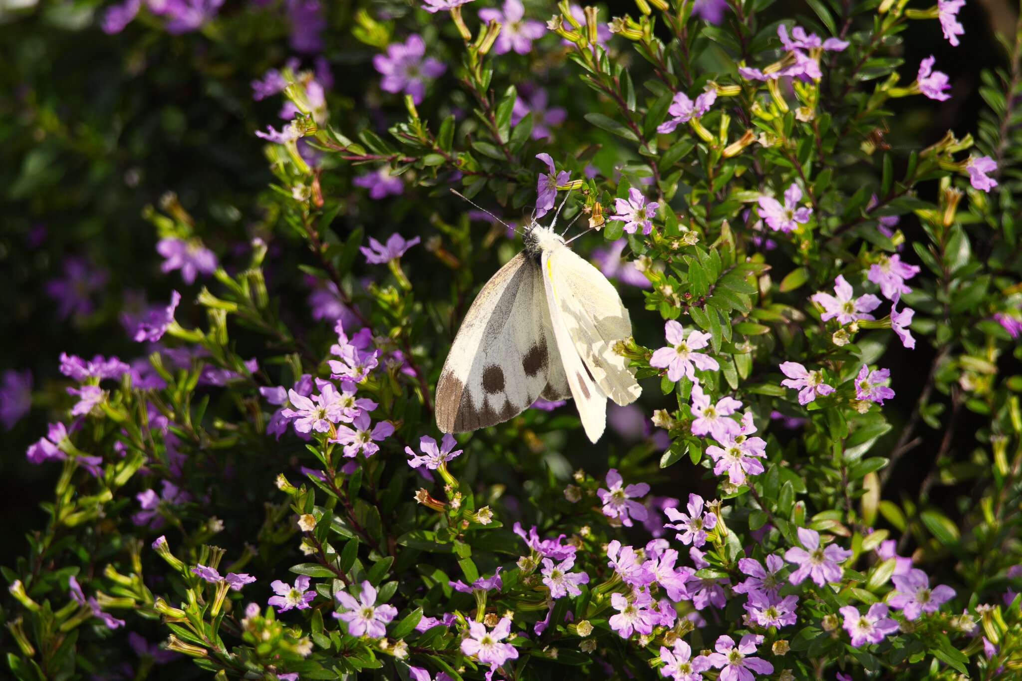 Asian Cabbage White