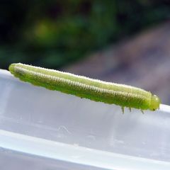 Tenthredopsis friesei