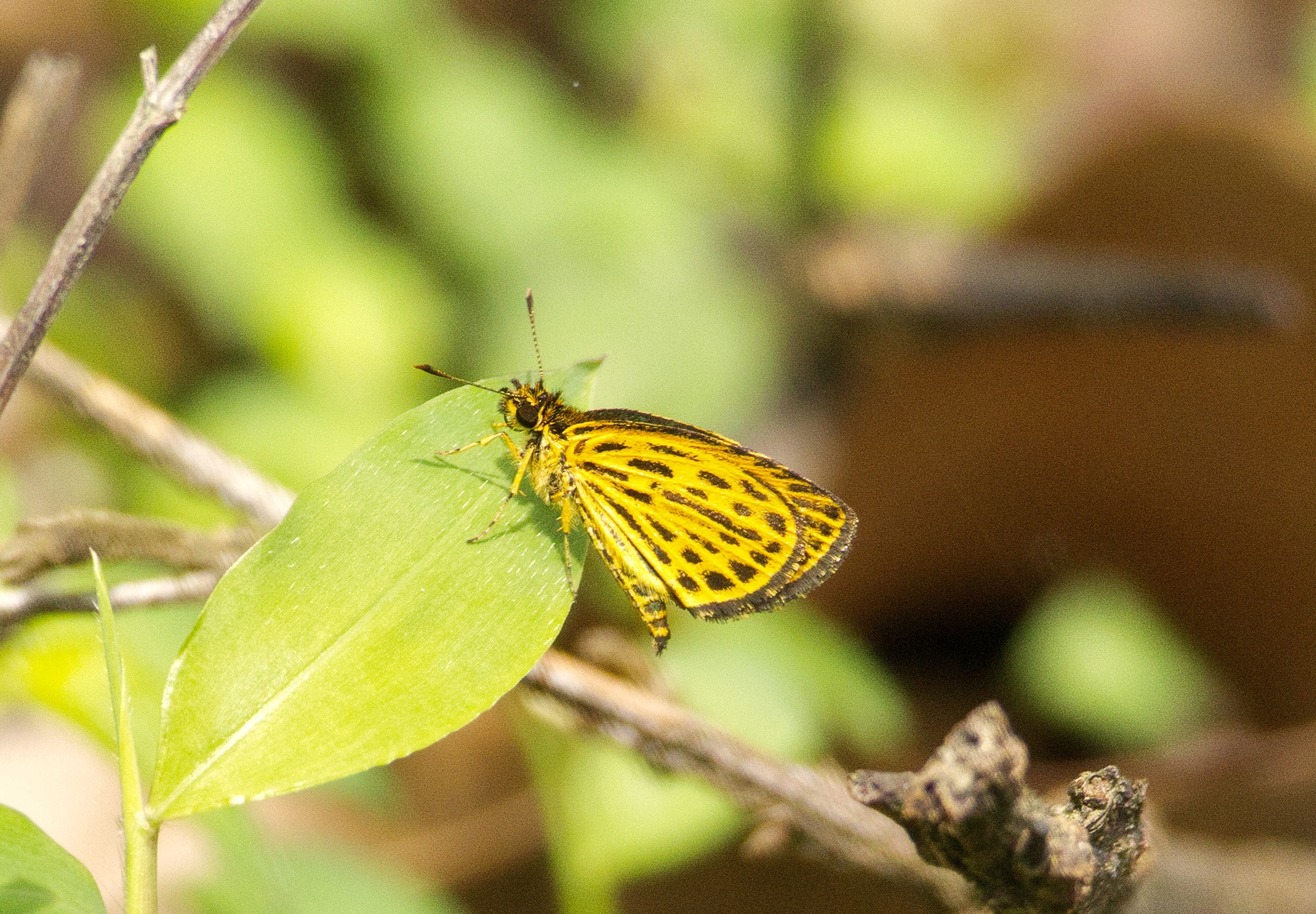 Tiger Hopper