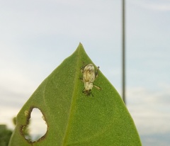 Paramecops farinosus