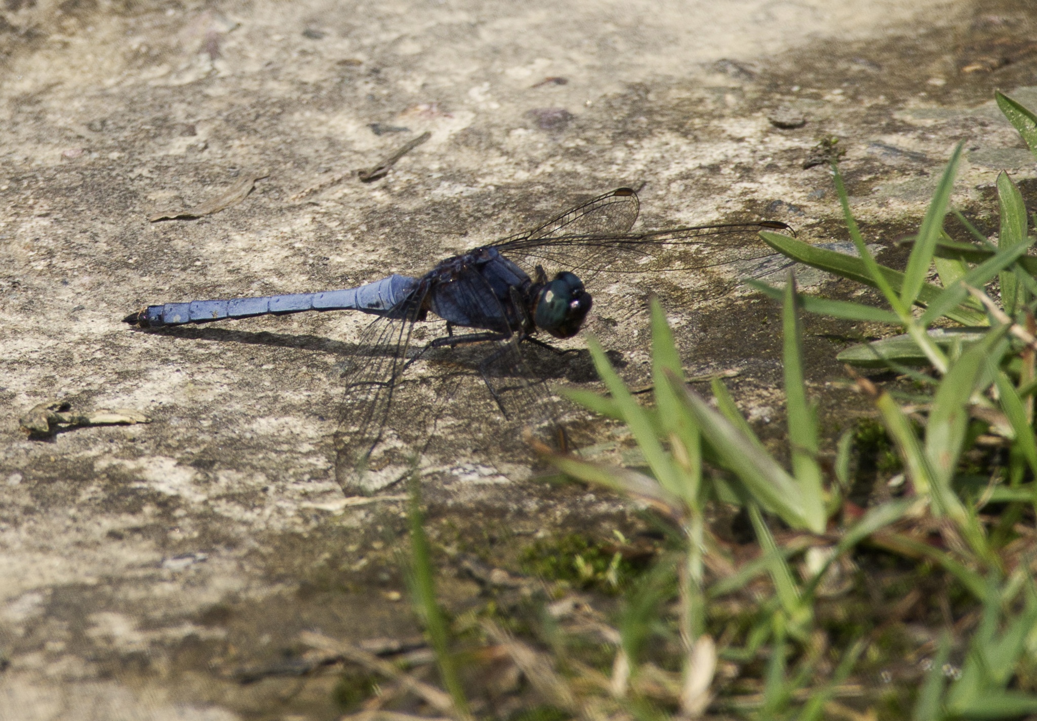 Blue Marsh Hawk