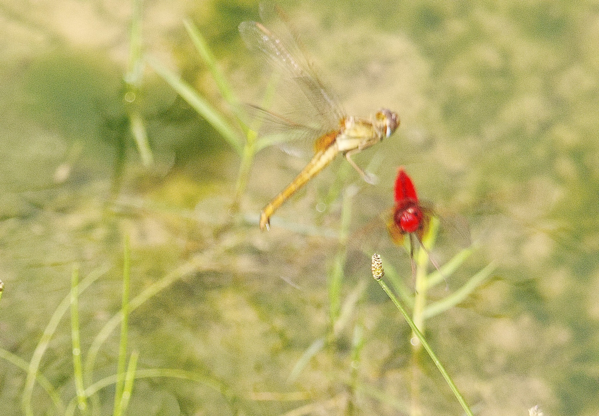 Scarlet Skimmer