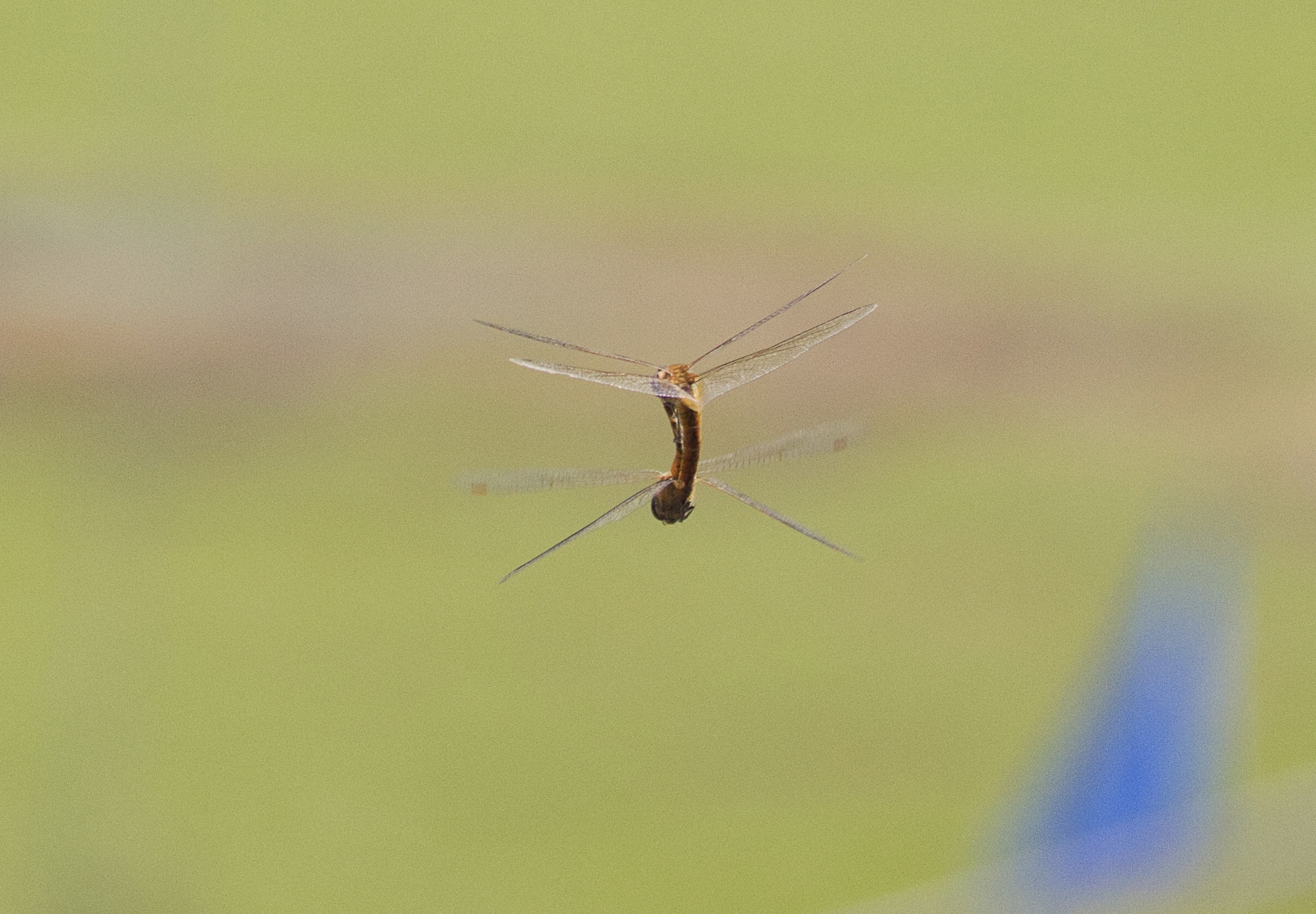 Globe Skimmer