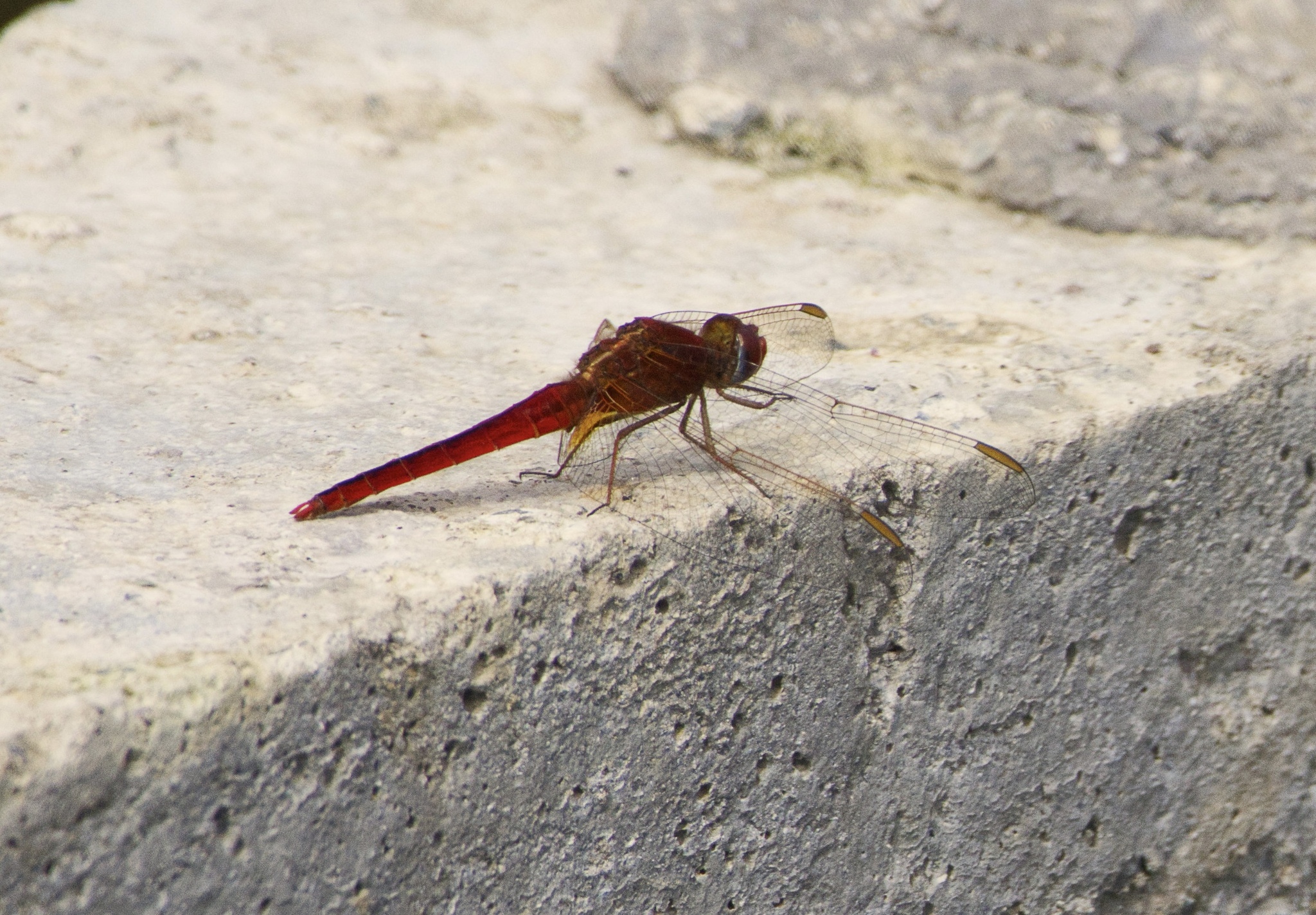 Scarlet Skimmer