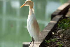 Bubulcus ibis