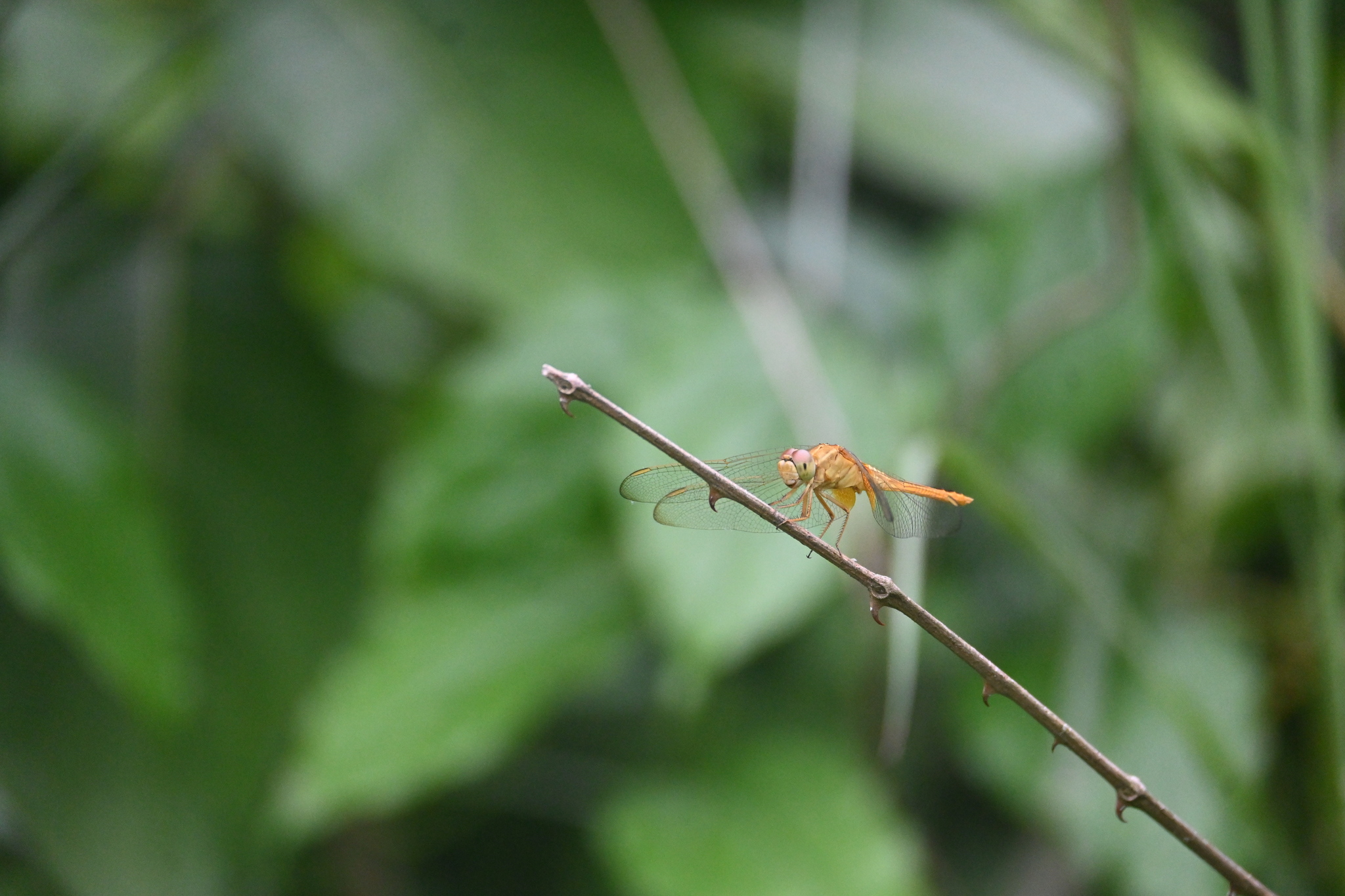 Scarlet Skimmer