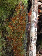 Scutellinia erinaceus