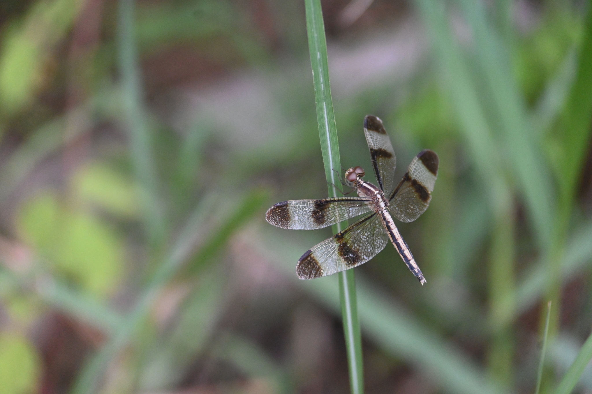 Pied Paddy Skimmer