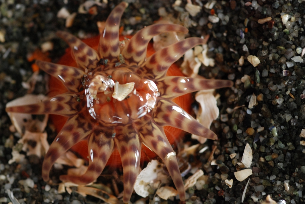 Haloclavidae