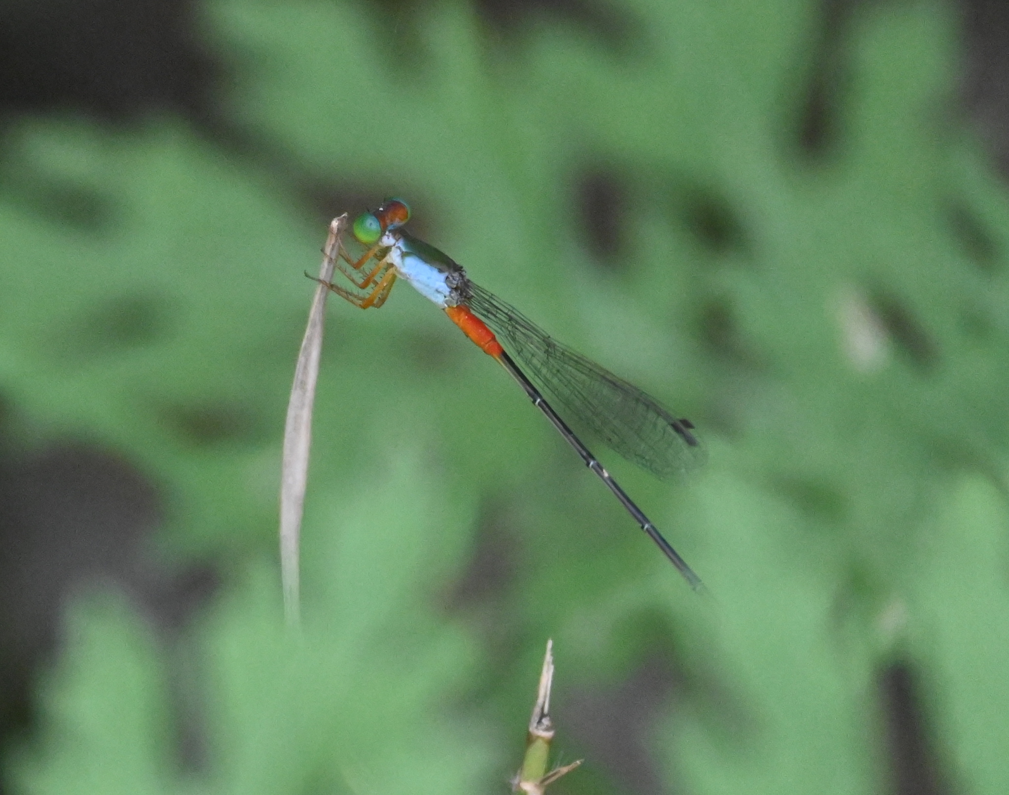 Orange-Tailed Marsh Dart