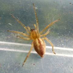 Cheiracanthium erraticum