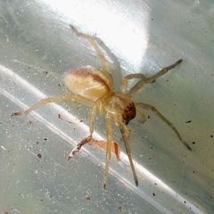 Cheiracanthium erraticum