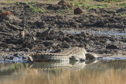 Nile crocodile