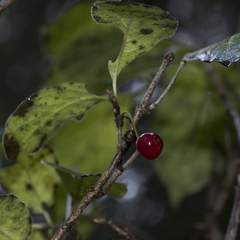 Lonicera alpigena