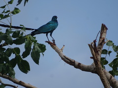 Lamprotornis caudatus