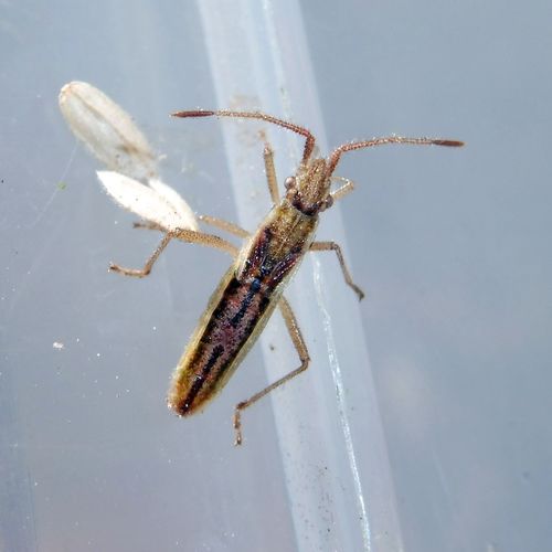 short-winged rhopalid, photo 5 of 7