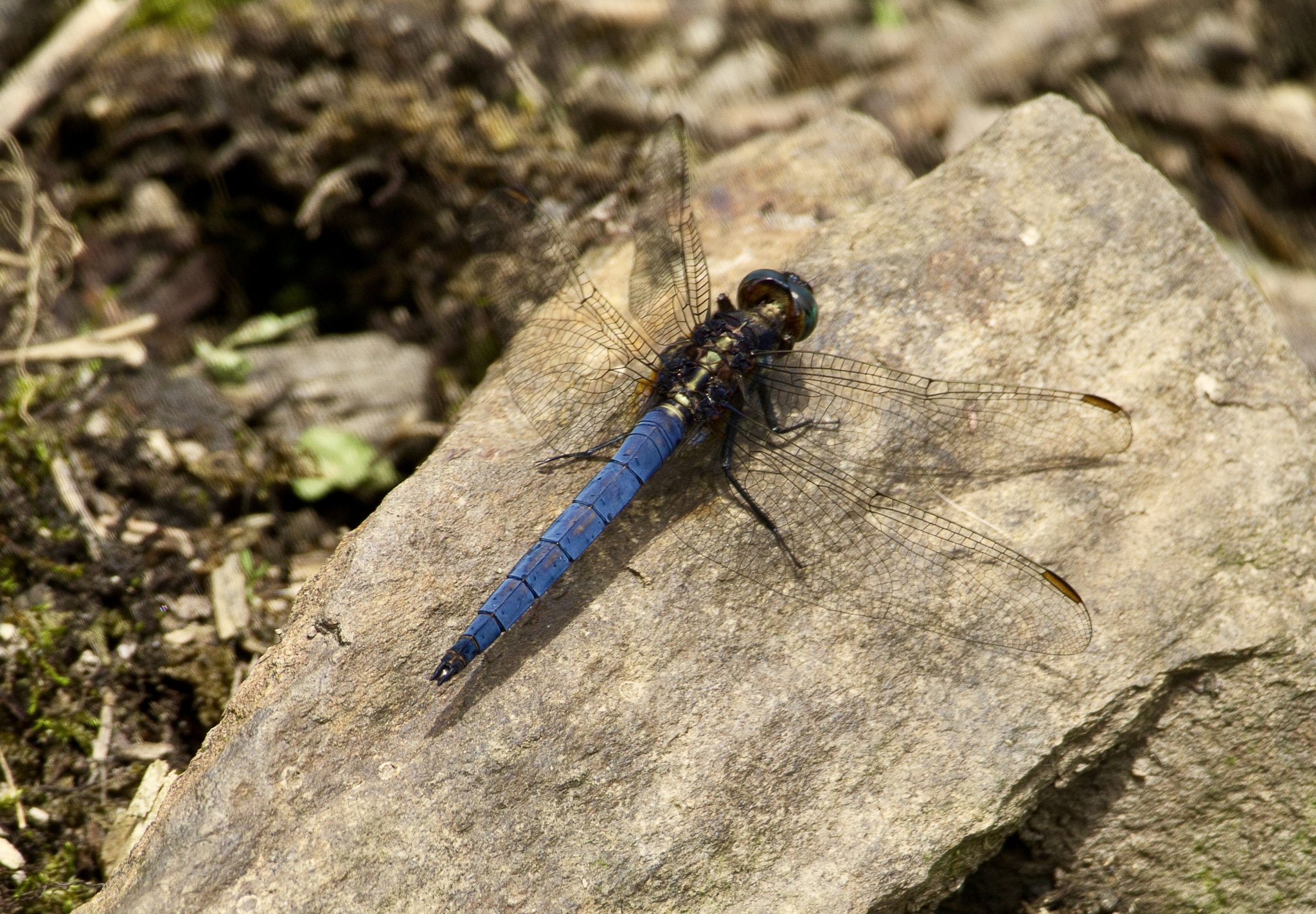 Blue Marsh Hawk