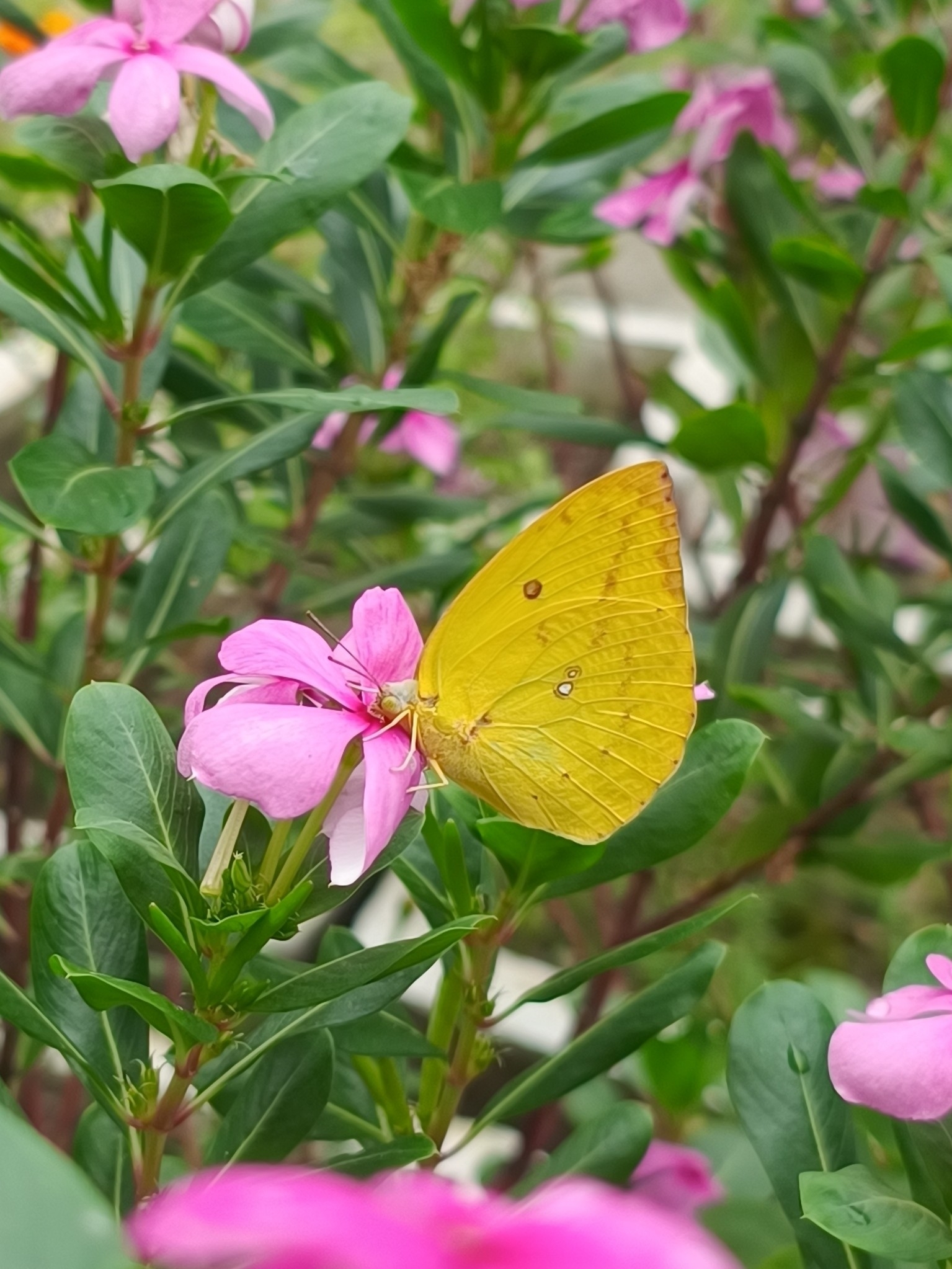 Lemon Emigrant