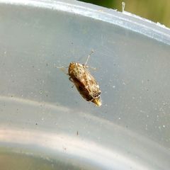 Errastunus ocellaris