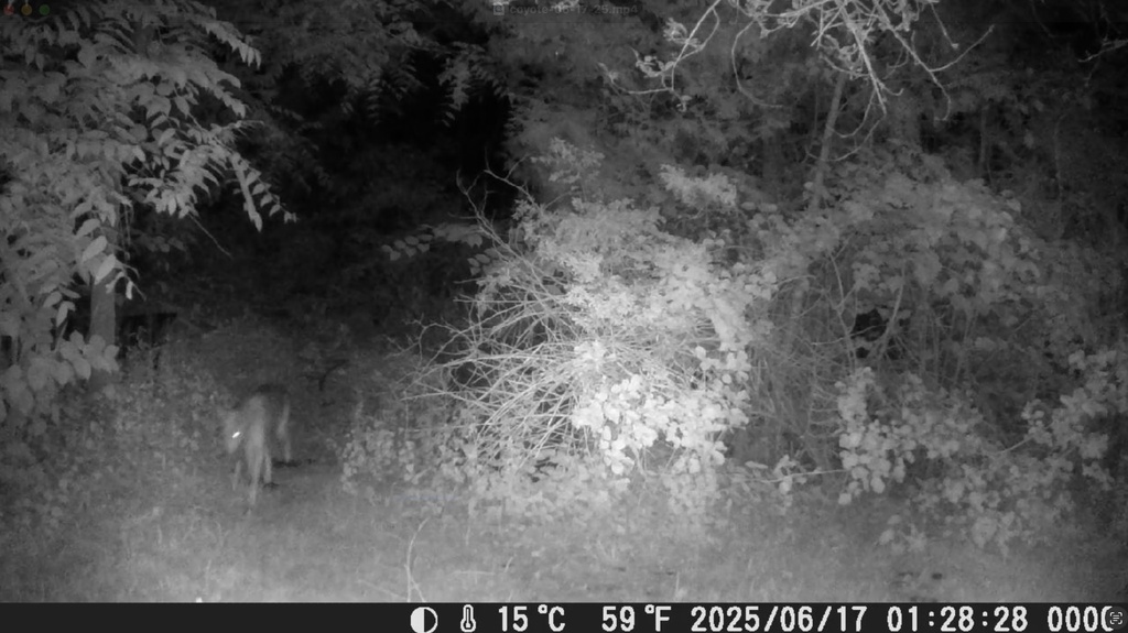 Coyote