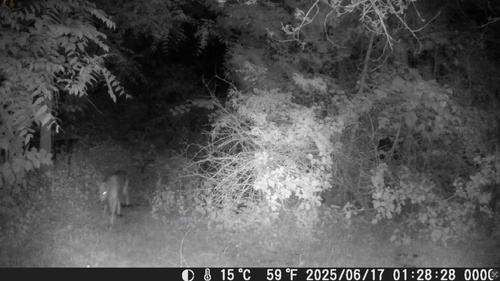 Coyote