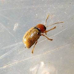 Cryptocephalus pusillus