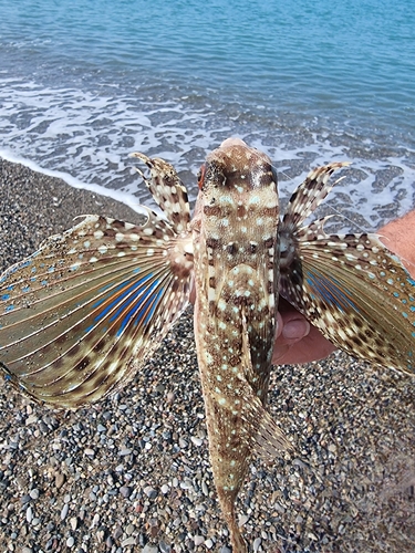 Dactylopterus volitans