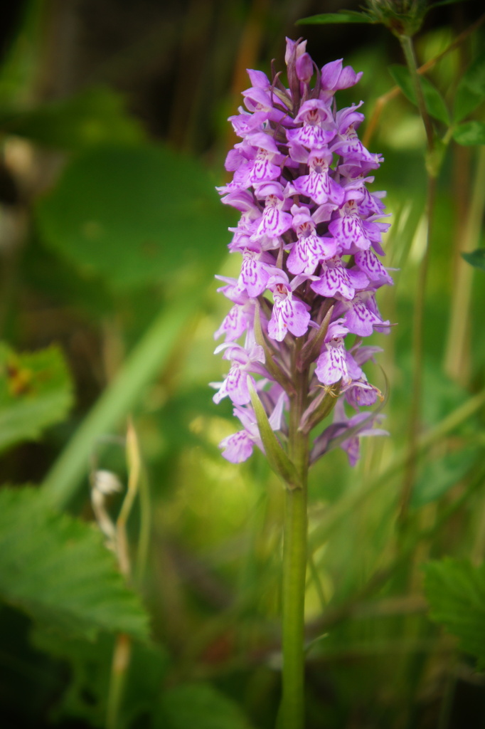Dactylorhiza × grandis